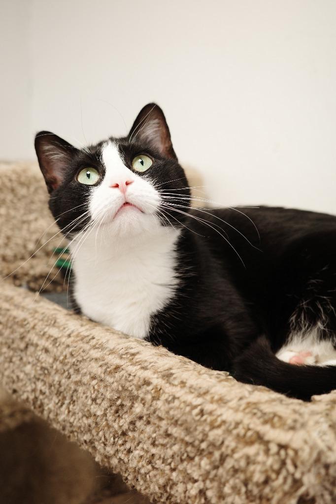 Enlarge Oreo, a Adoptable mixed breed in Maryville, TN image 3/3