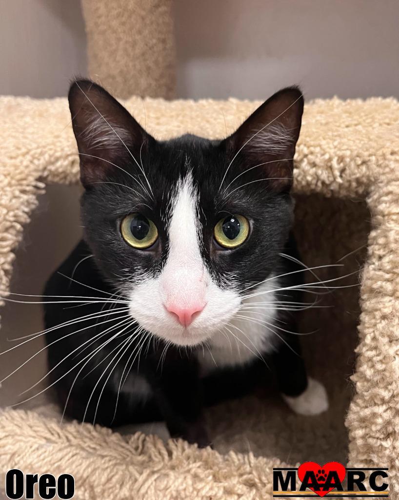 Oreo, a Adoptable mixed breed in Maryville, TN image 3/4