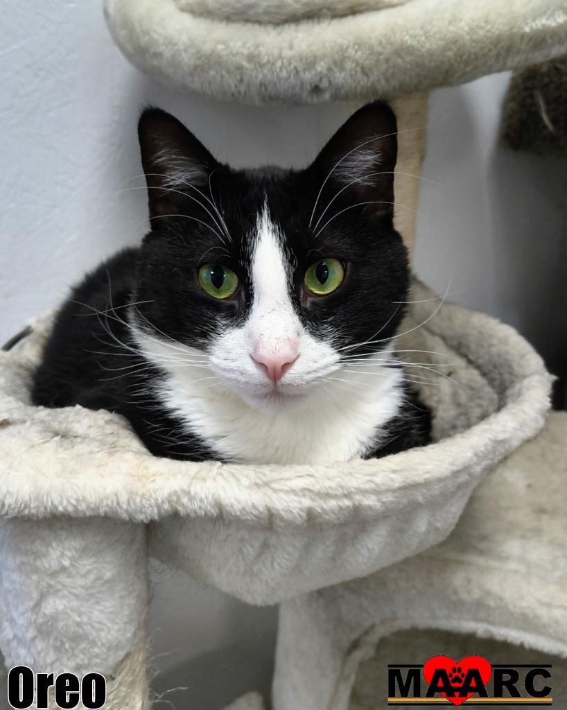 Oreo, a Adoptable mixed breed in Maryville, TN image 4/4