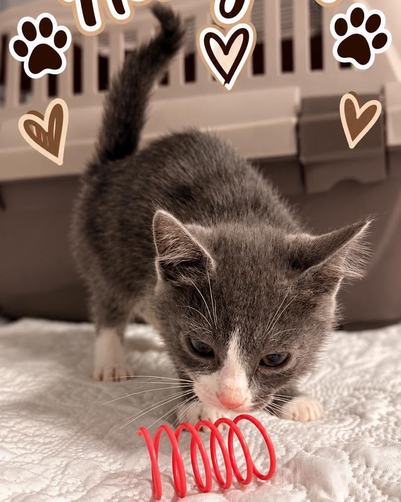 Enlarge Honeynut, a Adoptable Domestic Short Hair in Rock Hill, NY image 2/2