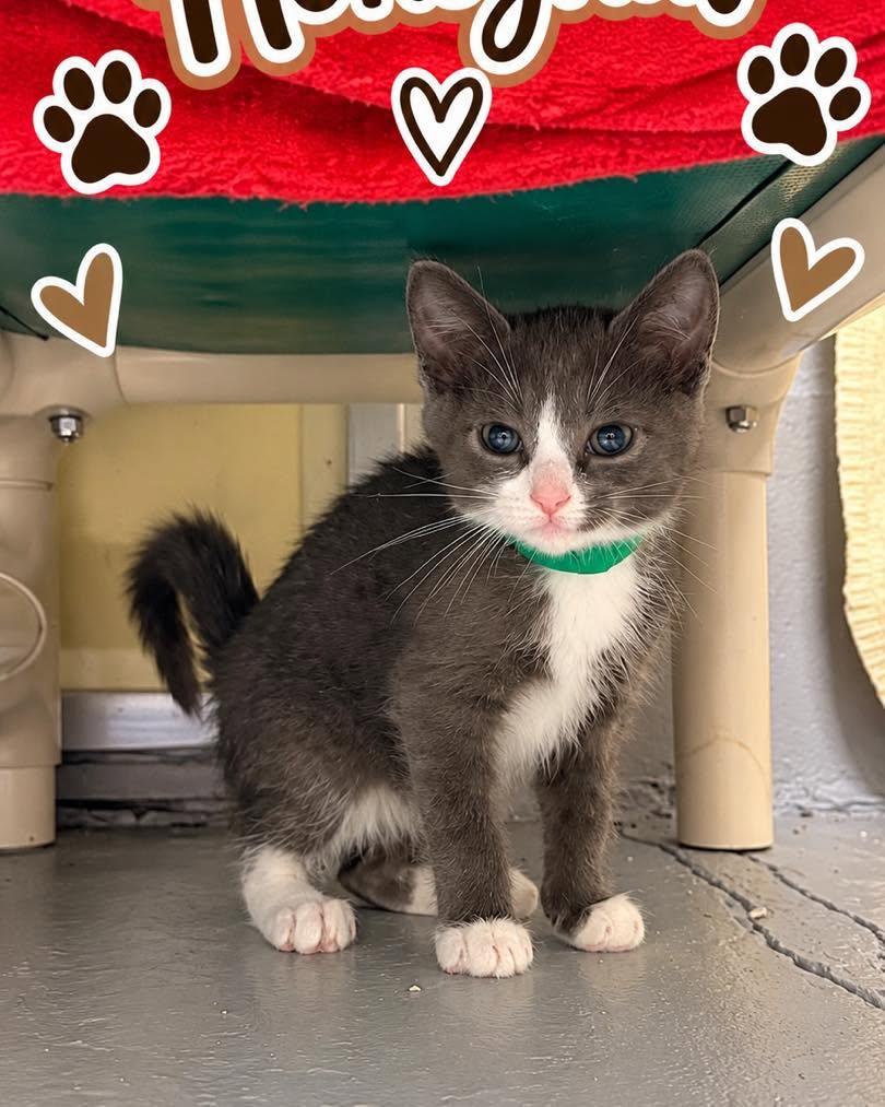 Enlarge Honeynut, a Adoptable Domestic Short Hair in Rock Hill, NY image 1/2