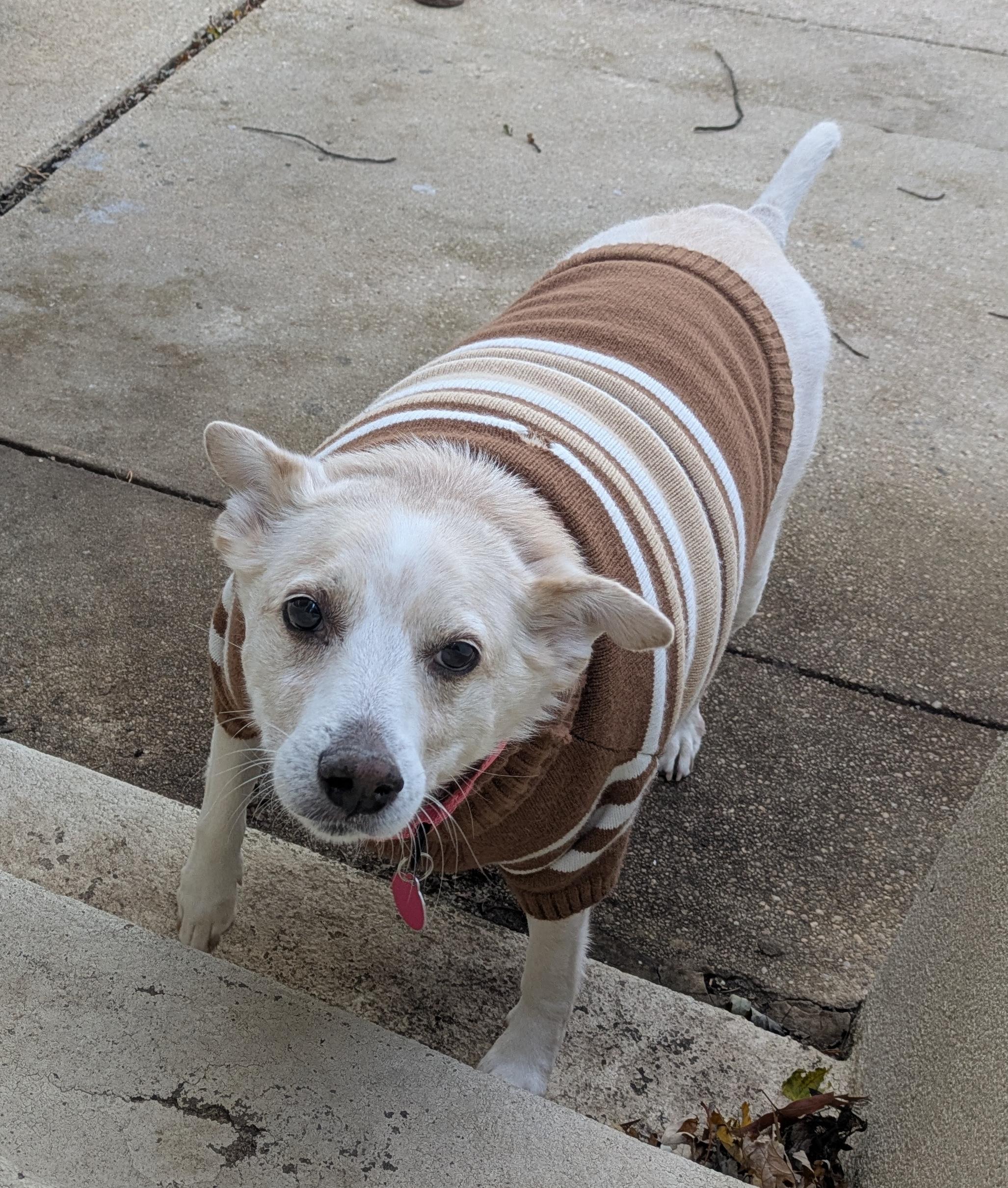 Enlarge Buddy, a Adoptable mixed breed in Brooklyn, NY image 3/5