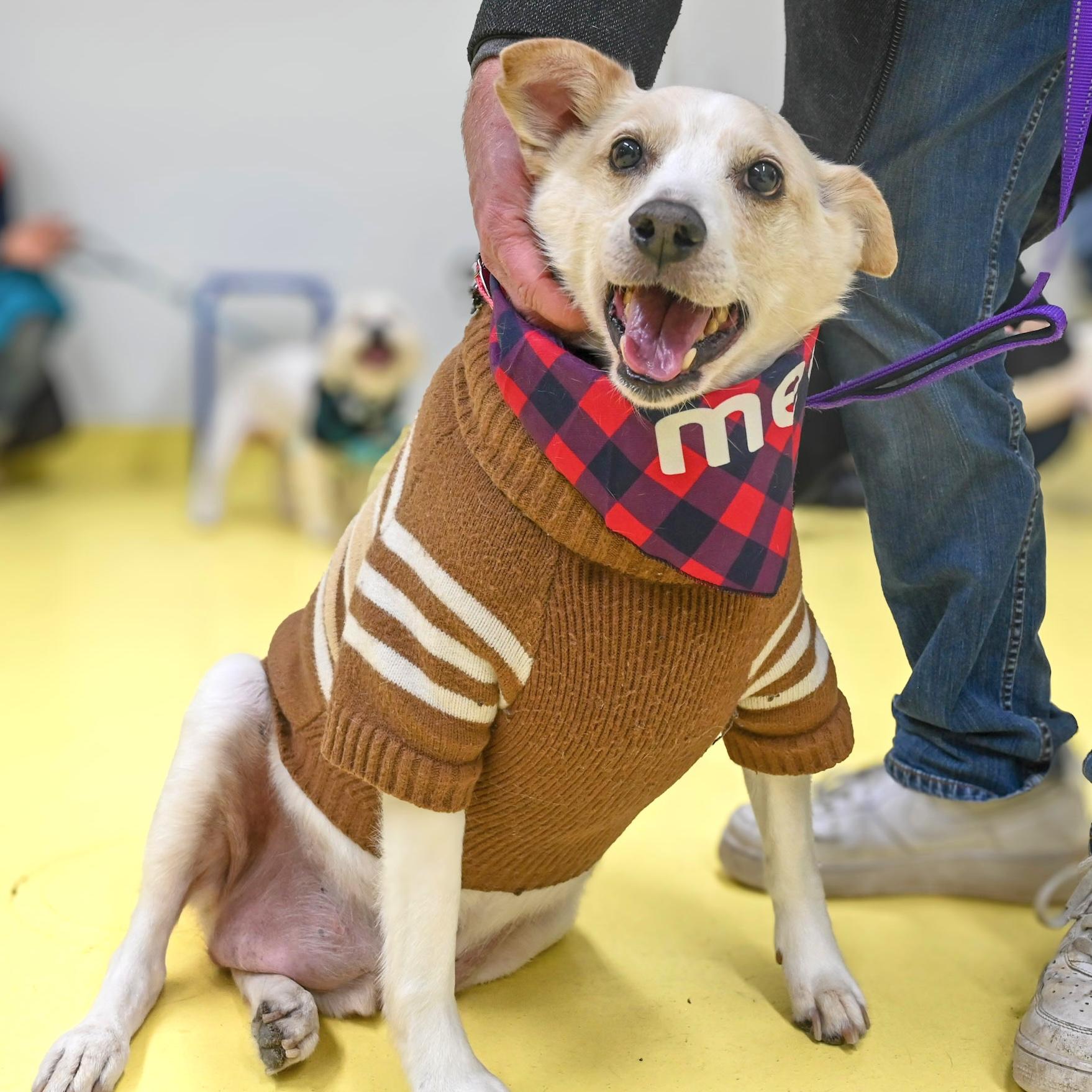 Buddy, Adoptable, Adult Male Labrador Retriever.
