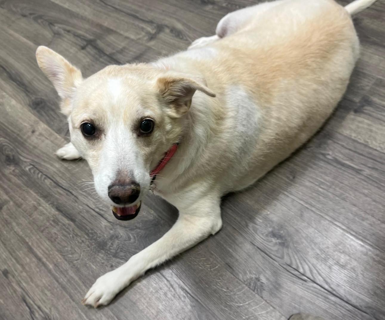 Enlarge Buddy, a Adoptable mixed breed in Brooklyn, NY image 5/5