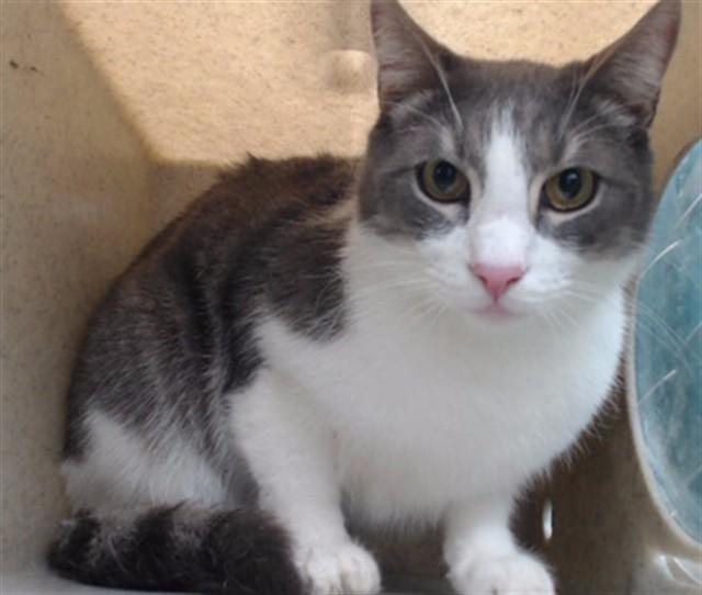 HOMIE, Adoptable, Adult Male Domestic Long Hair.