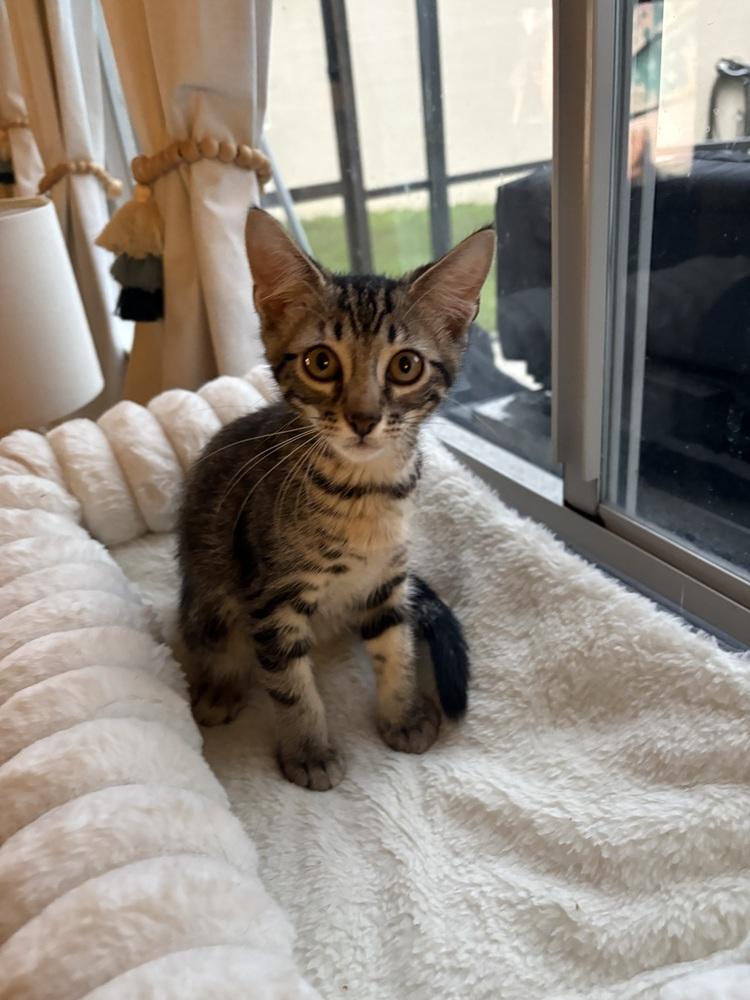 Judah, Adoptable, Kitten Male Domestic Short Hair & Tabby.
