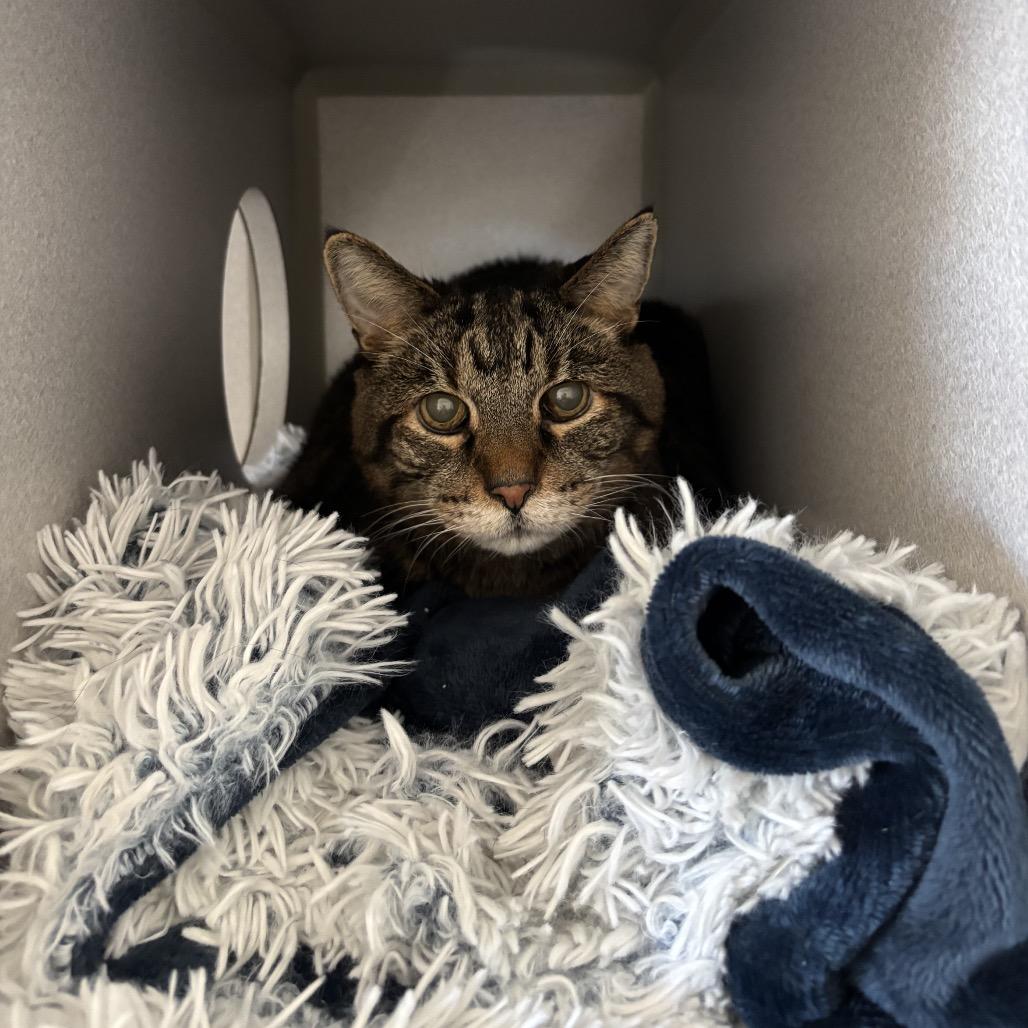 Nicholas, Adoptable, Senior Male Domestic Short Hair.