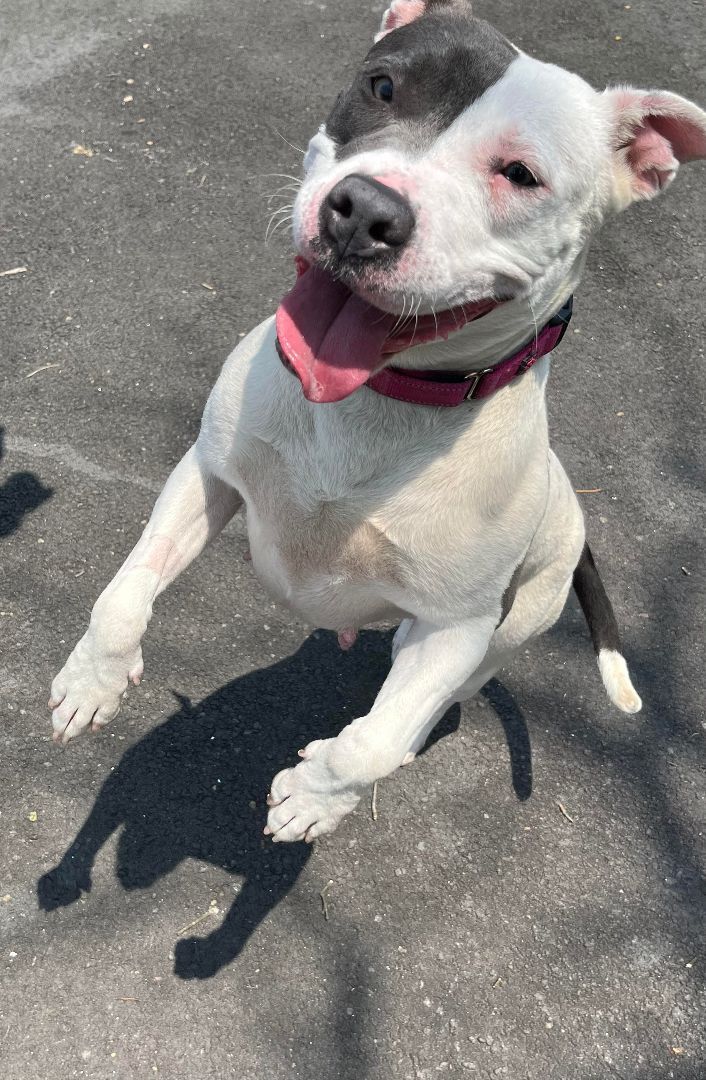 Enlarge Mercy, a Adoptable mixed breed in Plainfield, NJ image 3/5