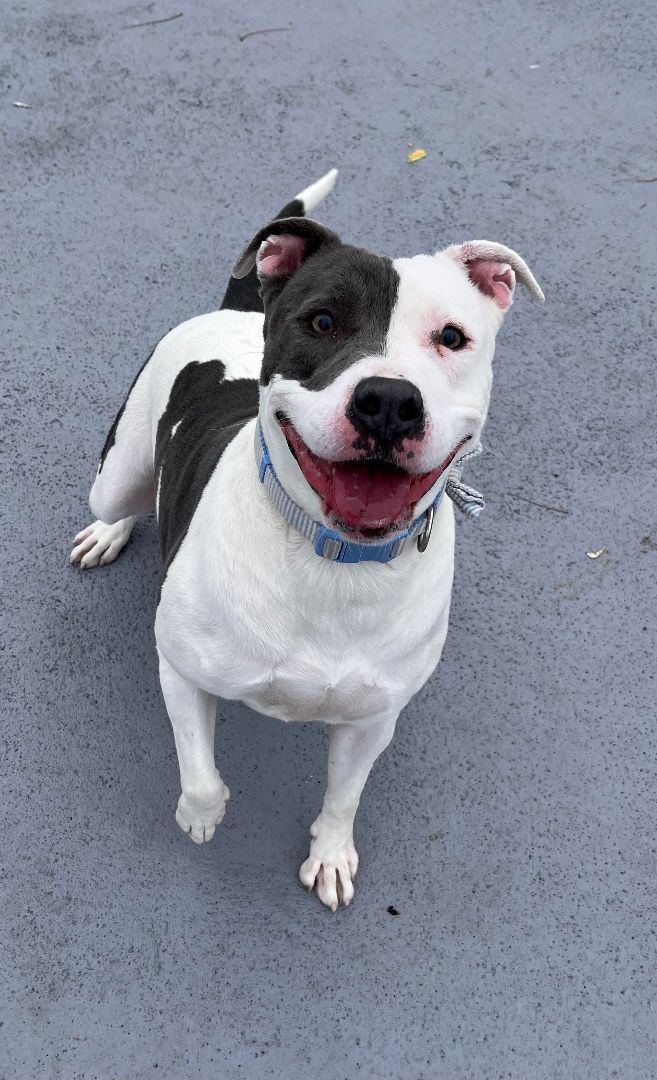 Enlarge Mercy, a Adoptable mixed breed in Plainfield, NJ image 4/5