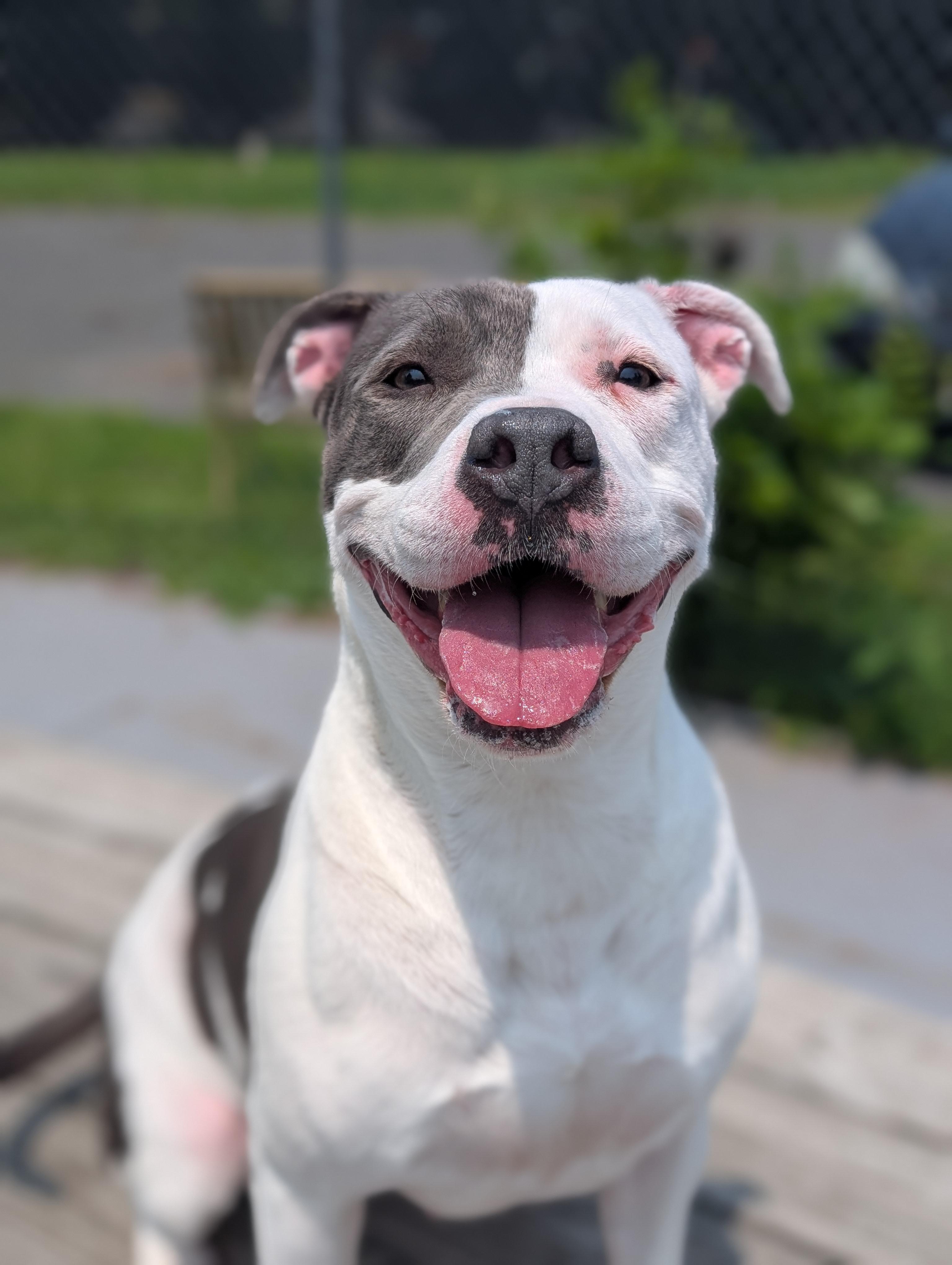 Enlarge Mercy, a Adoptable mixed breed in Plainfield, NJ image 1/5