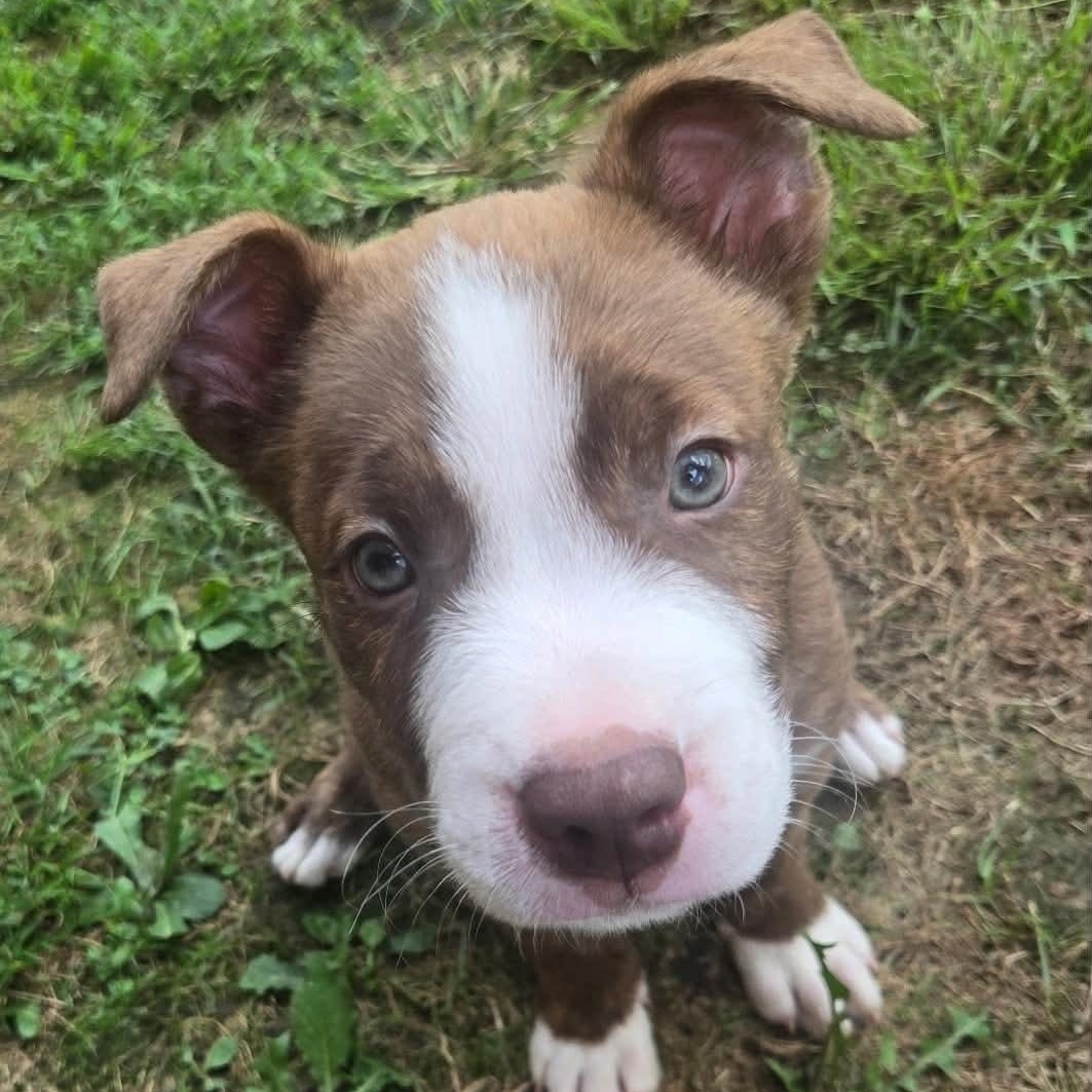 Darwin, an adopted mixed breed in Danbury, CT image 3/5