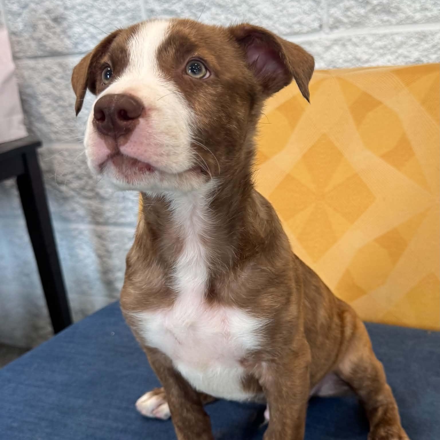 Darwin, adopted, Puppy Male American Staffordshire Terrier.