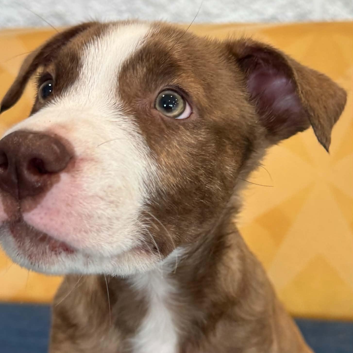 Darwin, an adopted mixed breed in Danbury, CT image 2/5