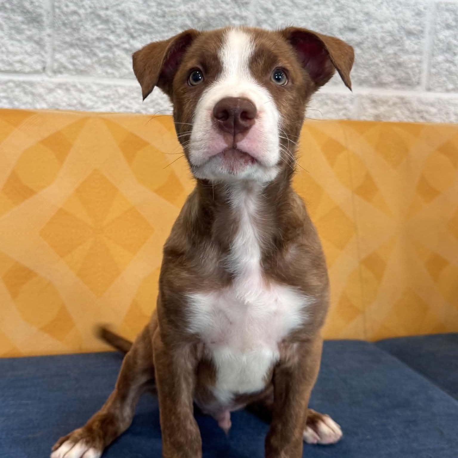 Darwin, an adopted mixed breed in Danbury, CT image 4/5