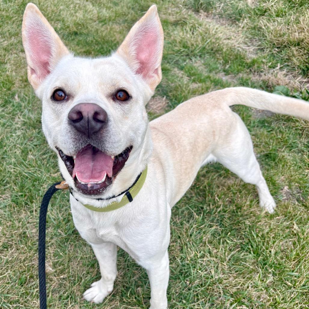 Goober, Adoptable, Adult Male Mixed Breed.