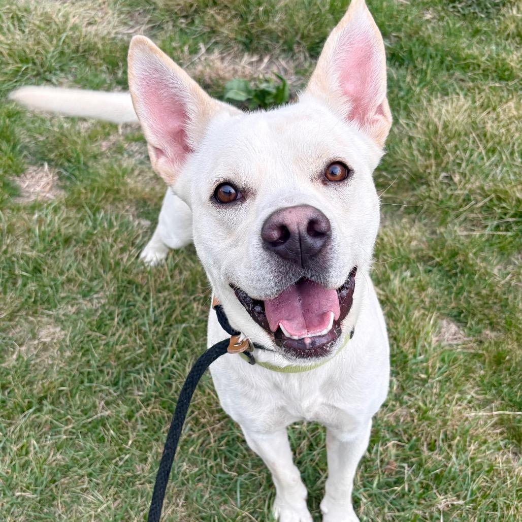 Enlarge Goober, a Adoptable Mixed Breed in St Joseph, MO image 2/2