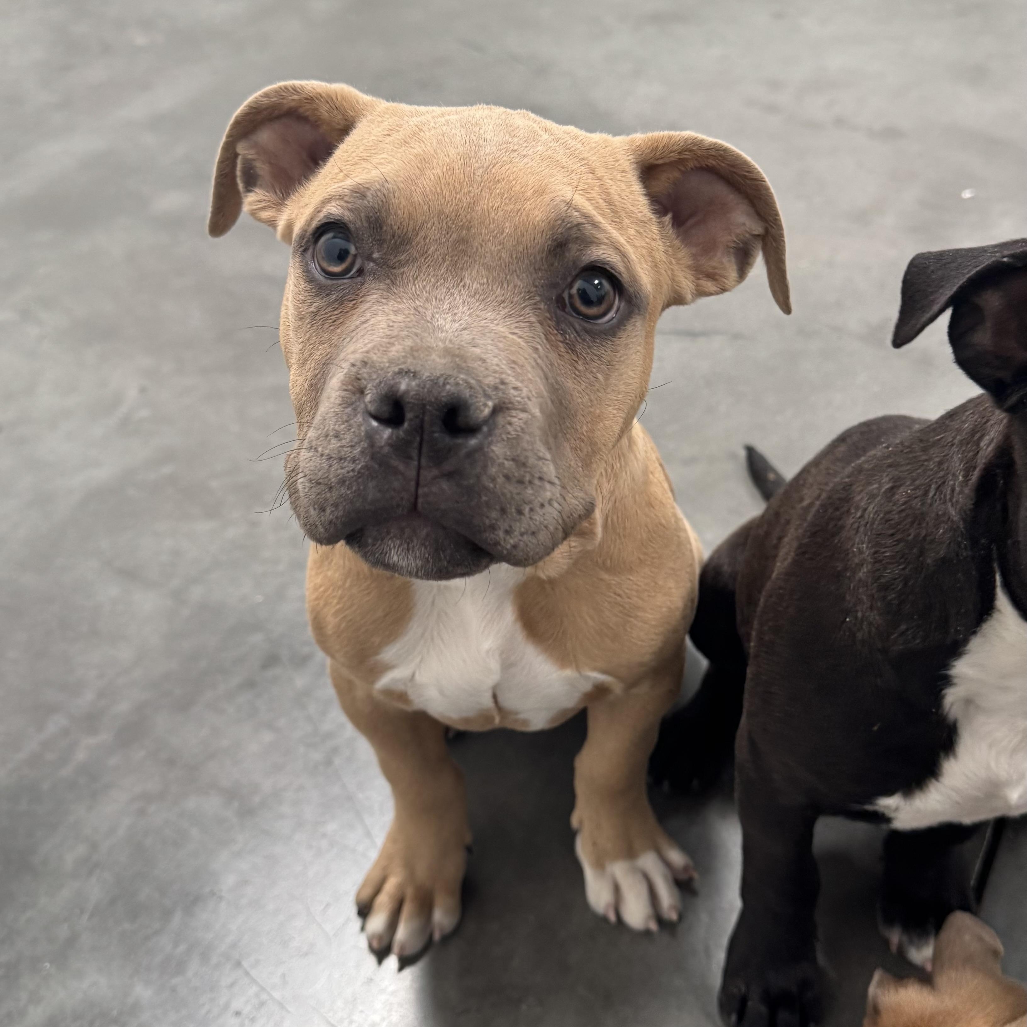 Enlarge Crunchwrap Supreme , a Adoptable mixed breed in Henderson, NV image 2/4