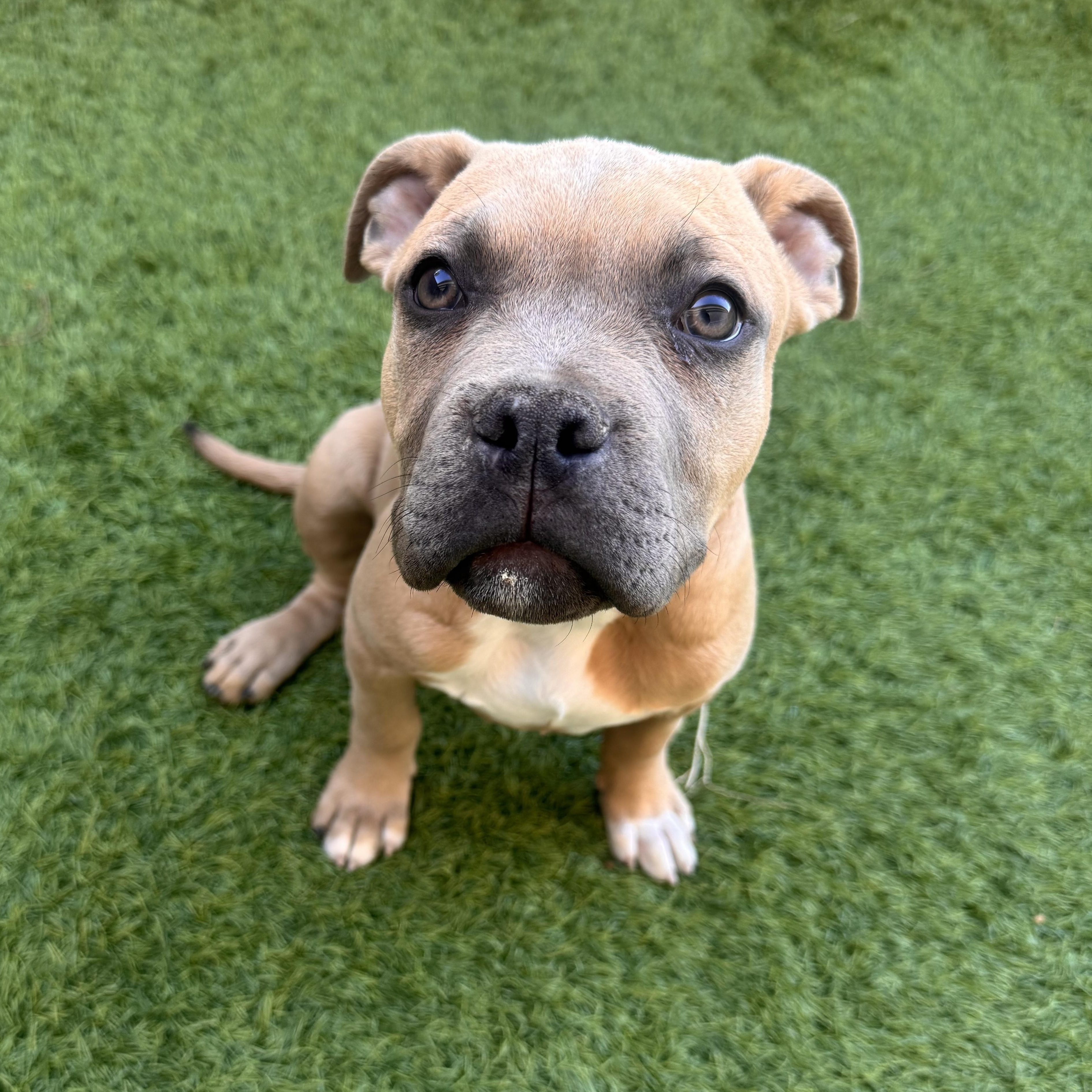 Enlarge Crunchwrap Supreme , a Adoptable mixed breed in Henderson, NV image 1/4