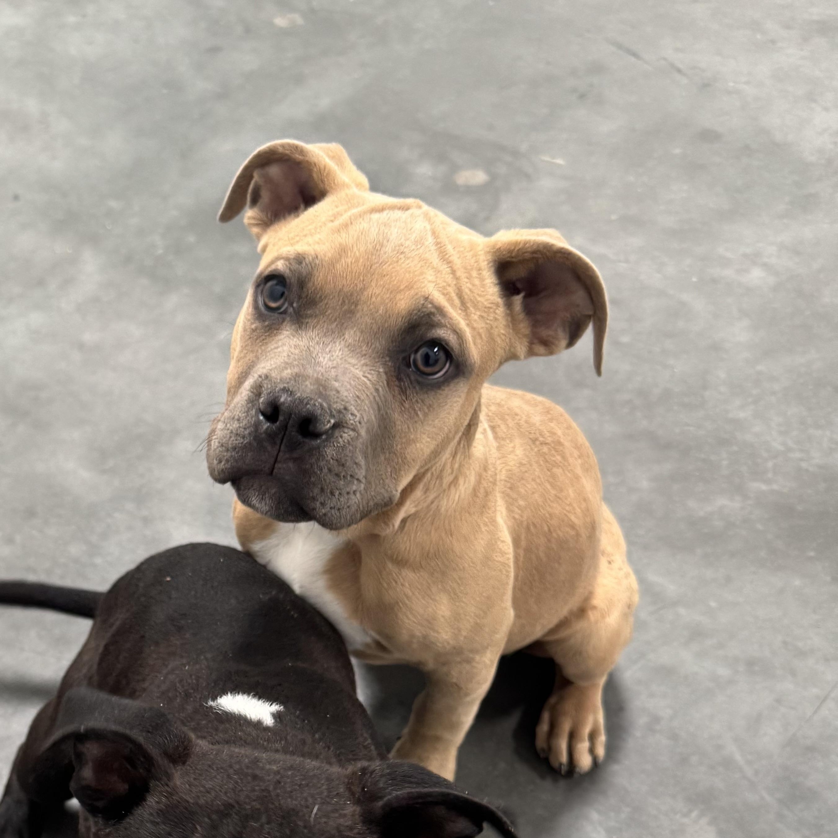 Enlarge Crunchwrap Supreme , a Adoptable mixed breed in Henderson, NV image 3/4