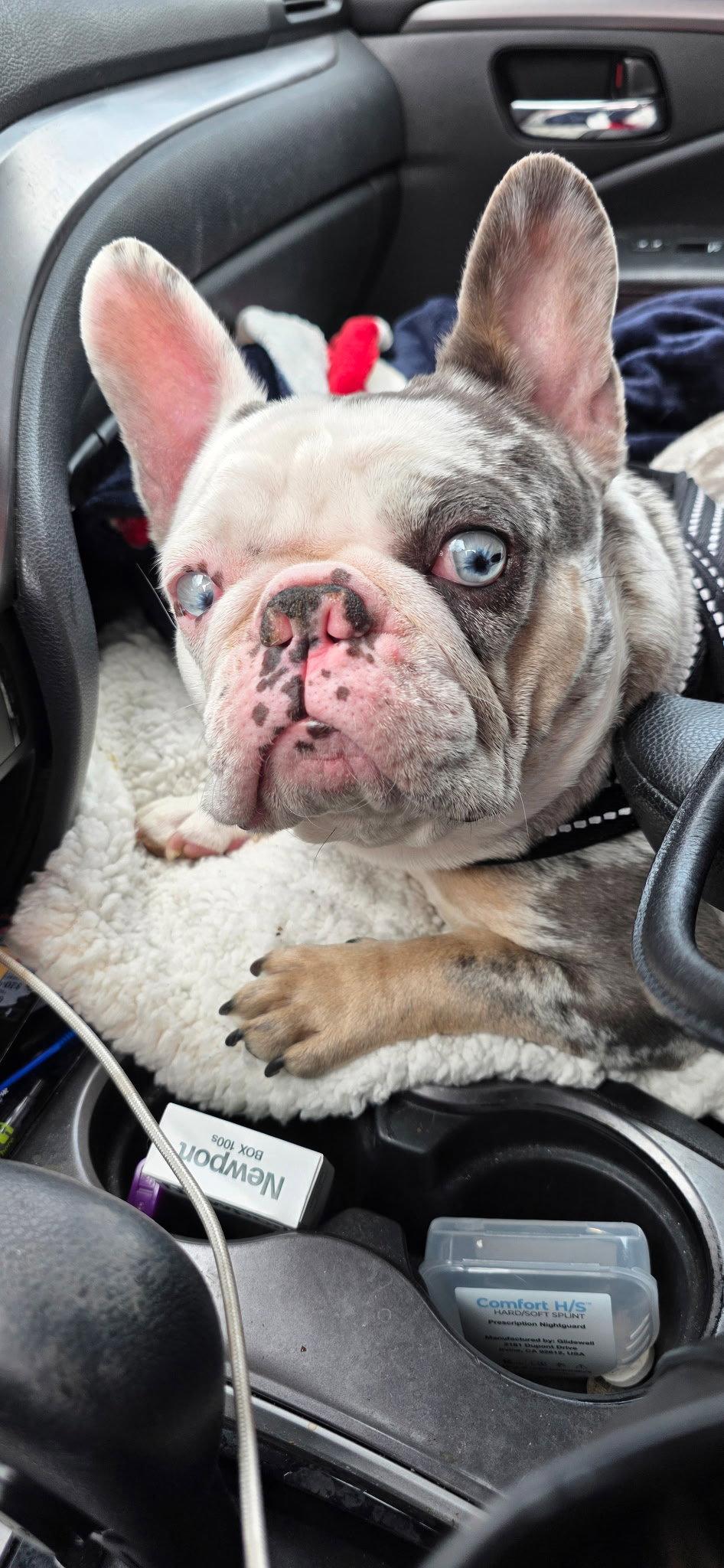 Enlarge Stella, a Adopted French Bulldog in Tenafly, NJ image 1/3