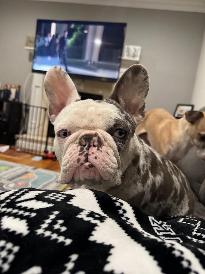 Enlarge Stella, a Adopted French Bulldog in Tenafly, NJ image 2/3