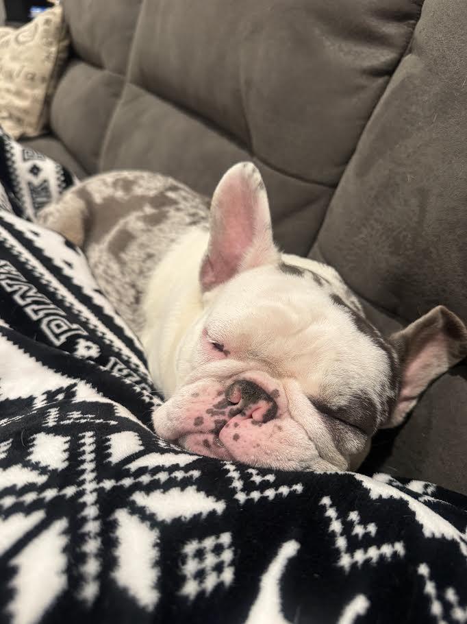 Enlarge Stella, a Adopted French Bulldog in Tenafly, NJ image 3/3
