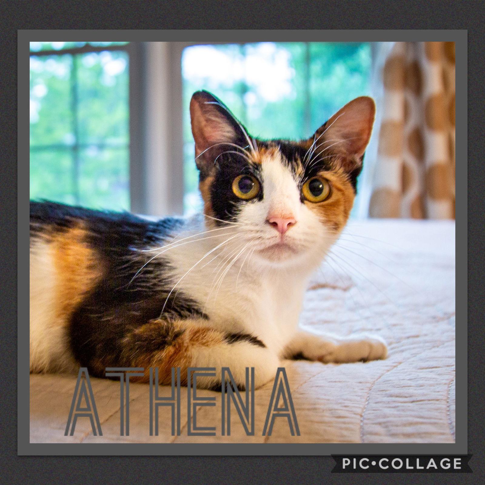 Momma Athena, Adoptable, Adult Female Torbie.