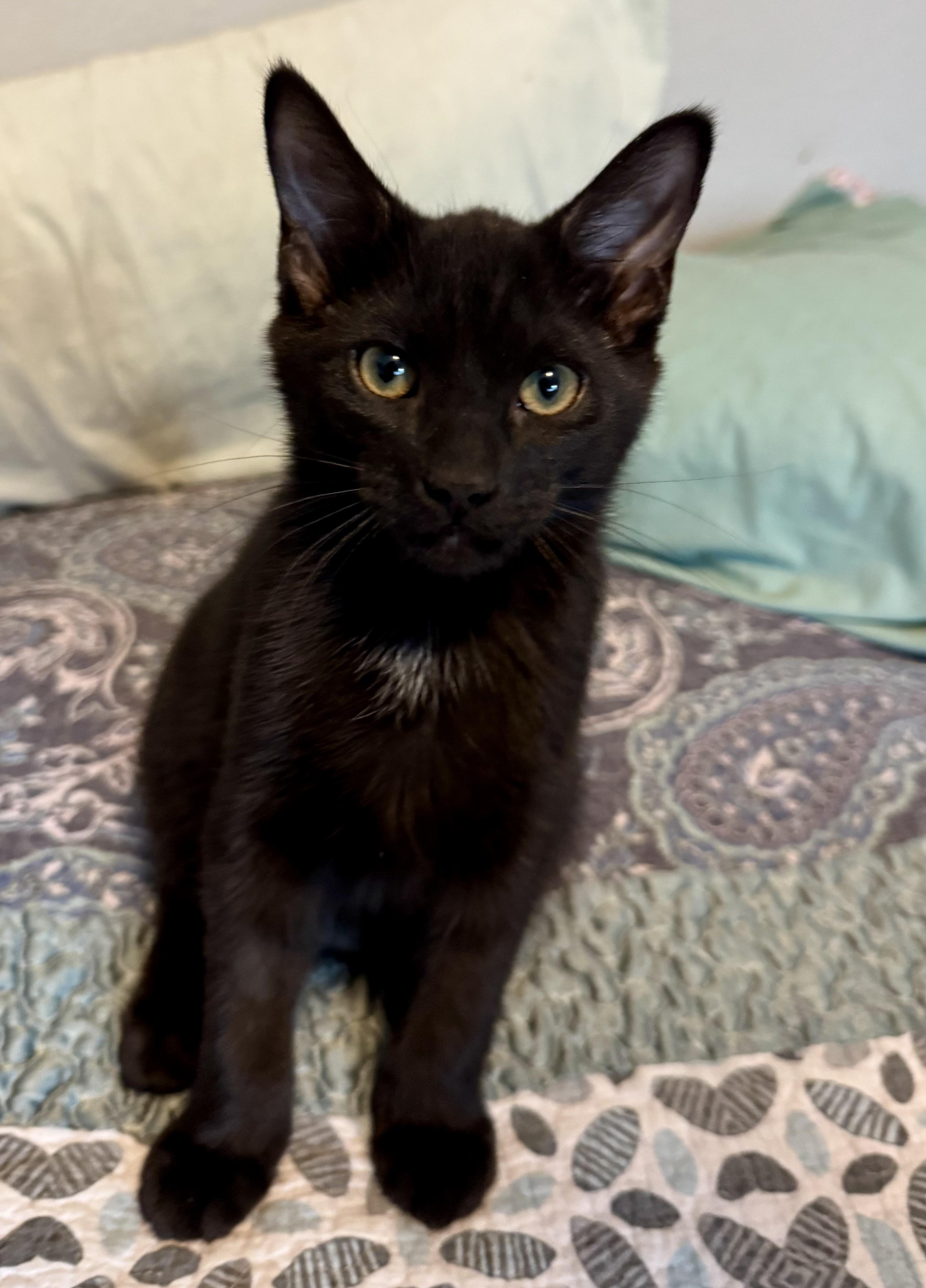 Kiki, Adopted, Young Female Domestic Medium Hair.