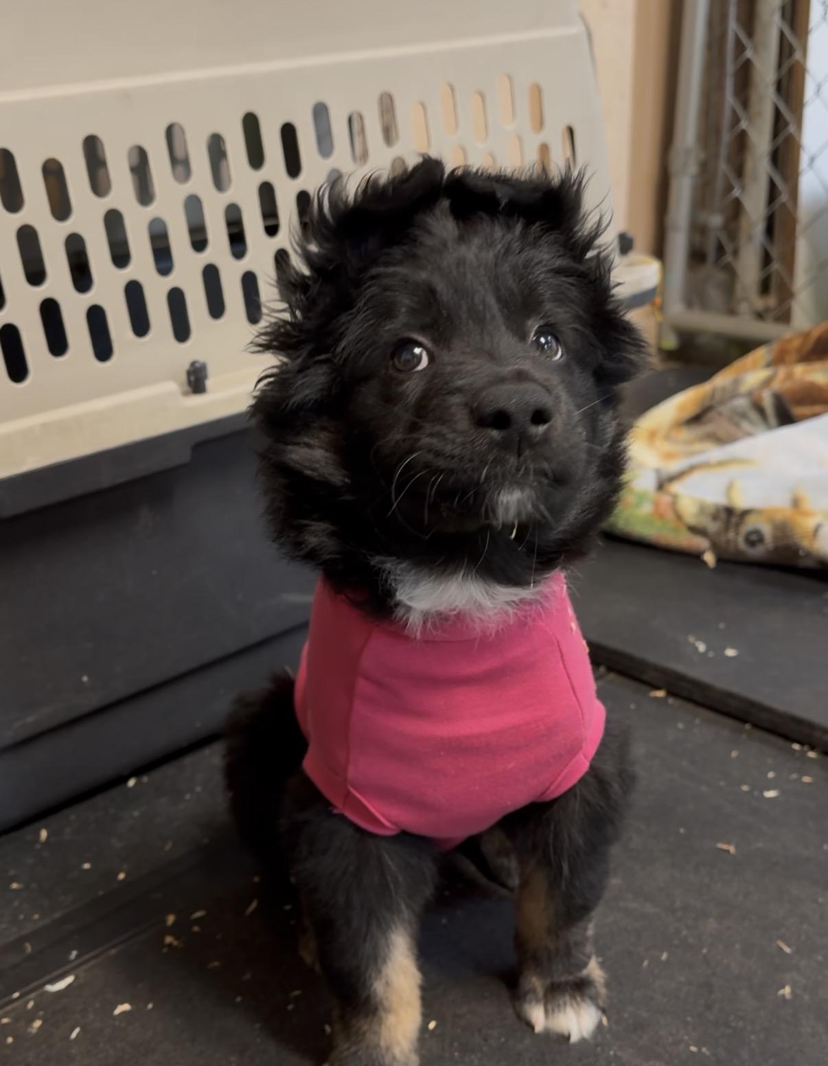 Boo-Boo bear, adopted, Puppy Female Australian Shepherd & German Shepherd Dog.