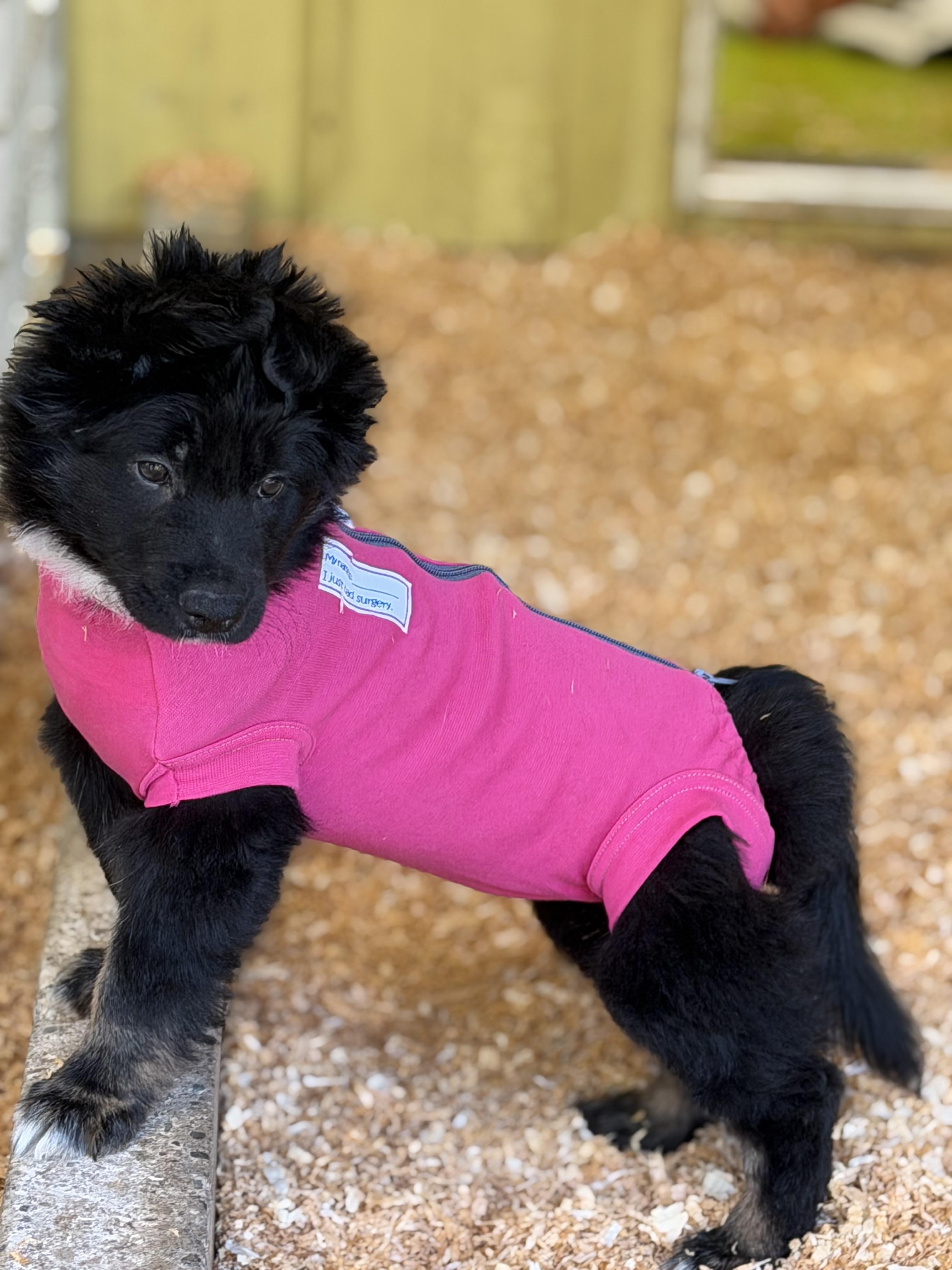Boo-Boo bear, an adopted mixed breed in Snoqualmie, WA image 2/3