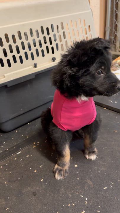 Enlarge Boo-Boo bear, an adopted mixed breed in Snoqualmie, WA video 3/3