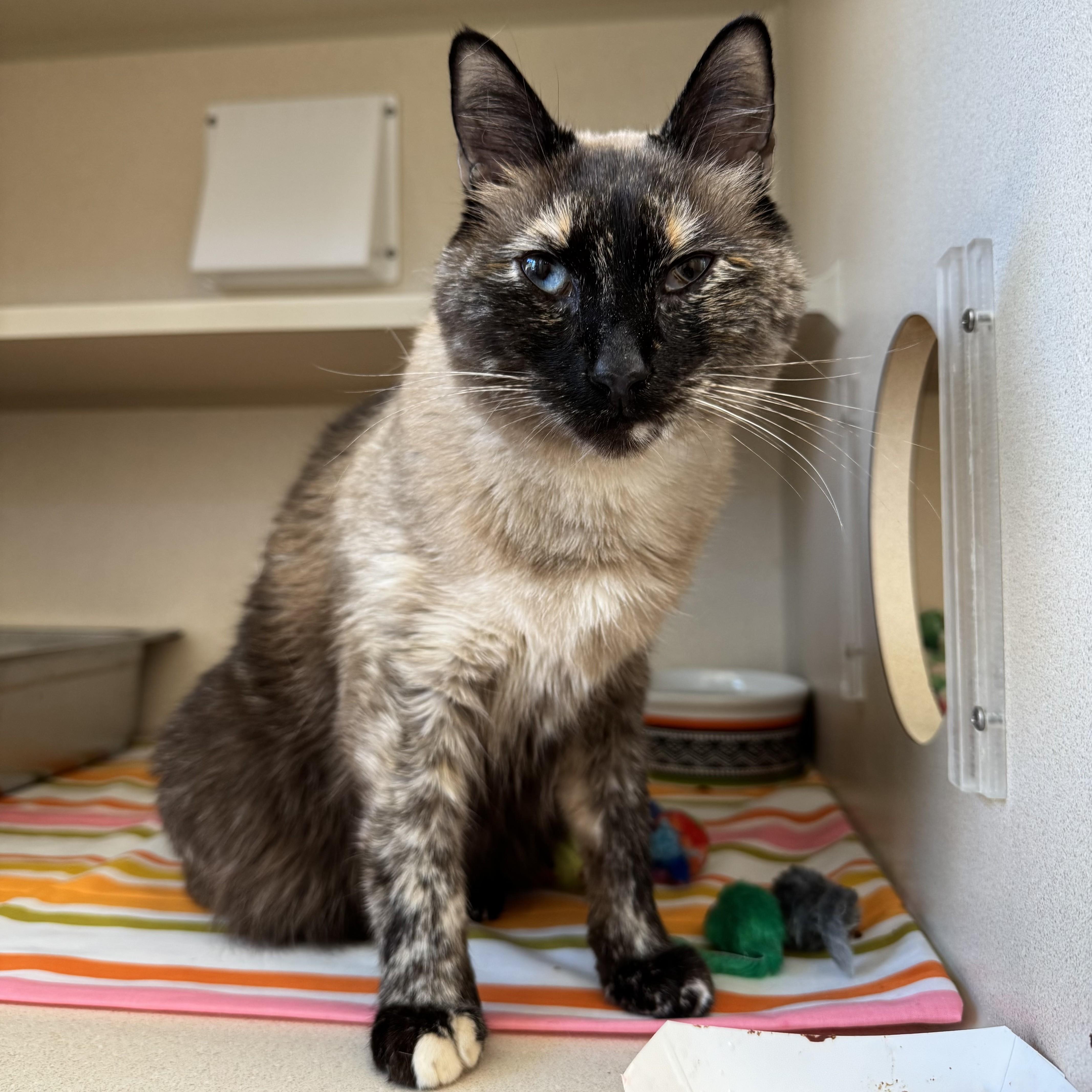 Enlarge Mona Lisa, a Adoptable Domestic Short Hair in Eatontown, NJ image 6/6