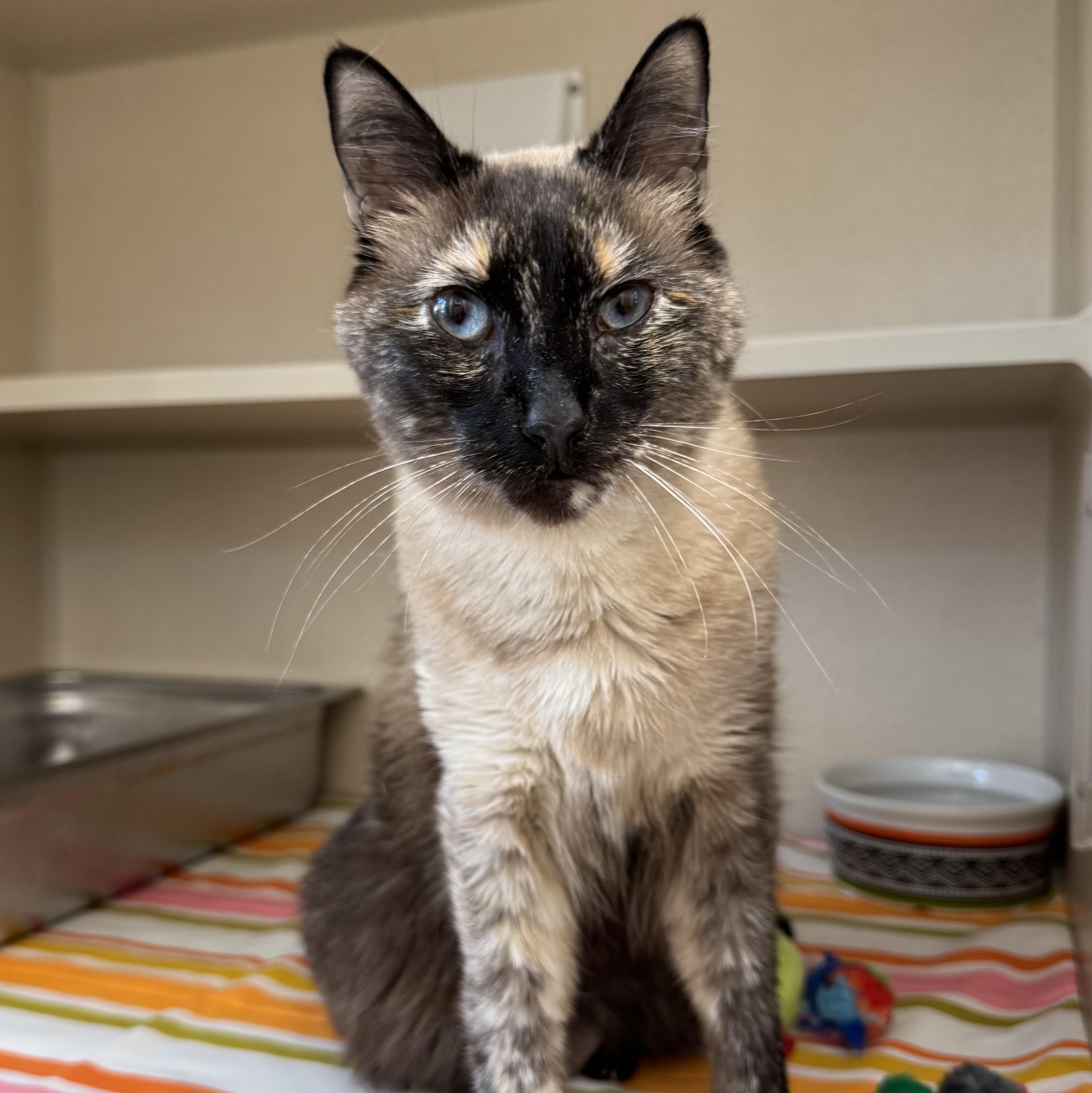 Mona Lisa, Adoptable, Adult Female Domestic Short Hair.