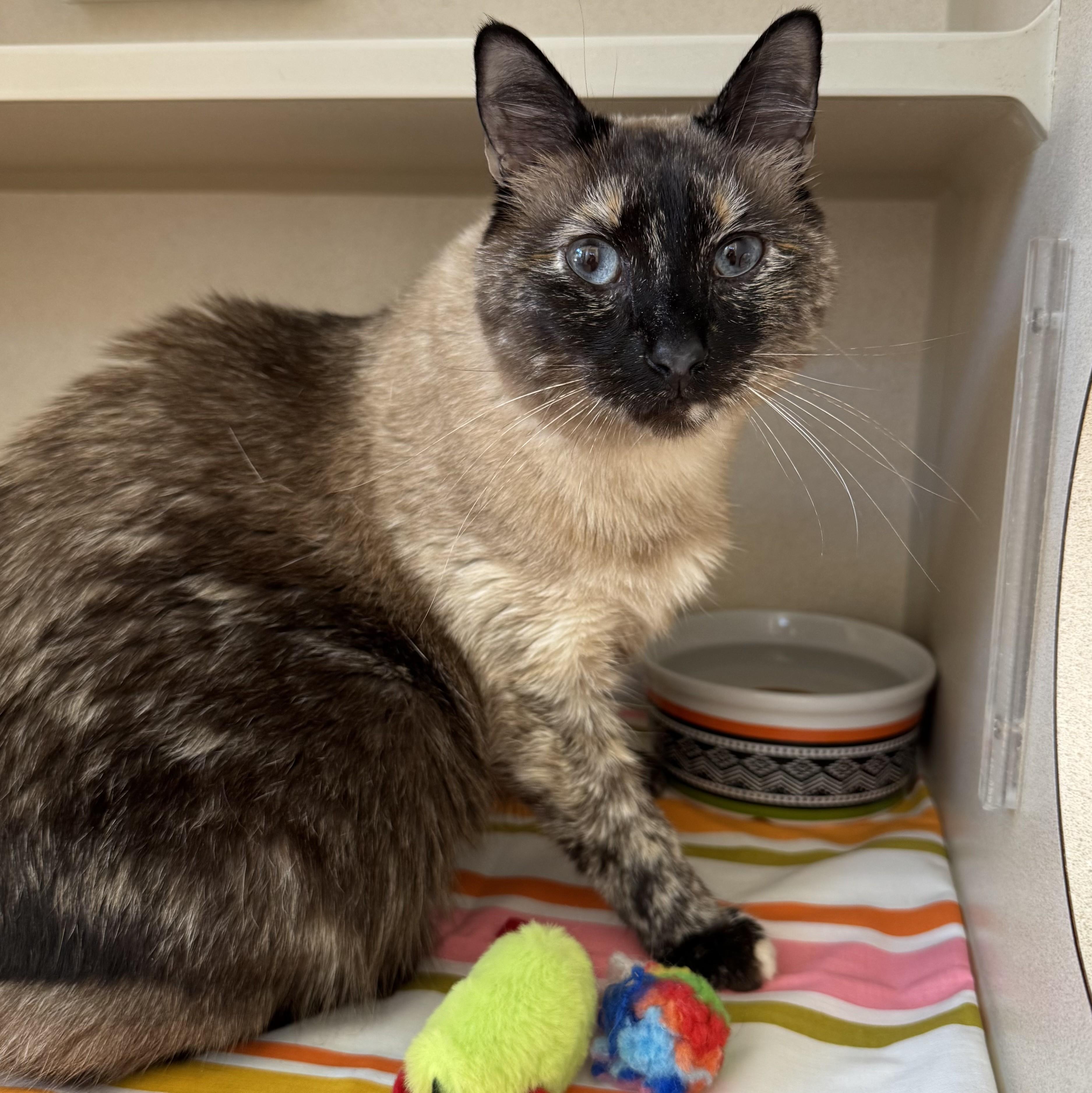 Enlarge Mona Lisa, a Adoptable Domestic Short Hair in Eatontown, NJ image 3/6