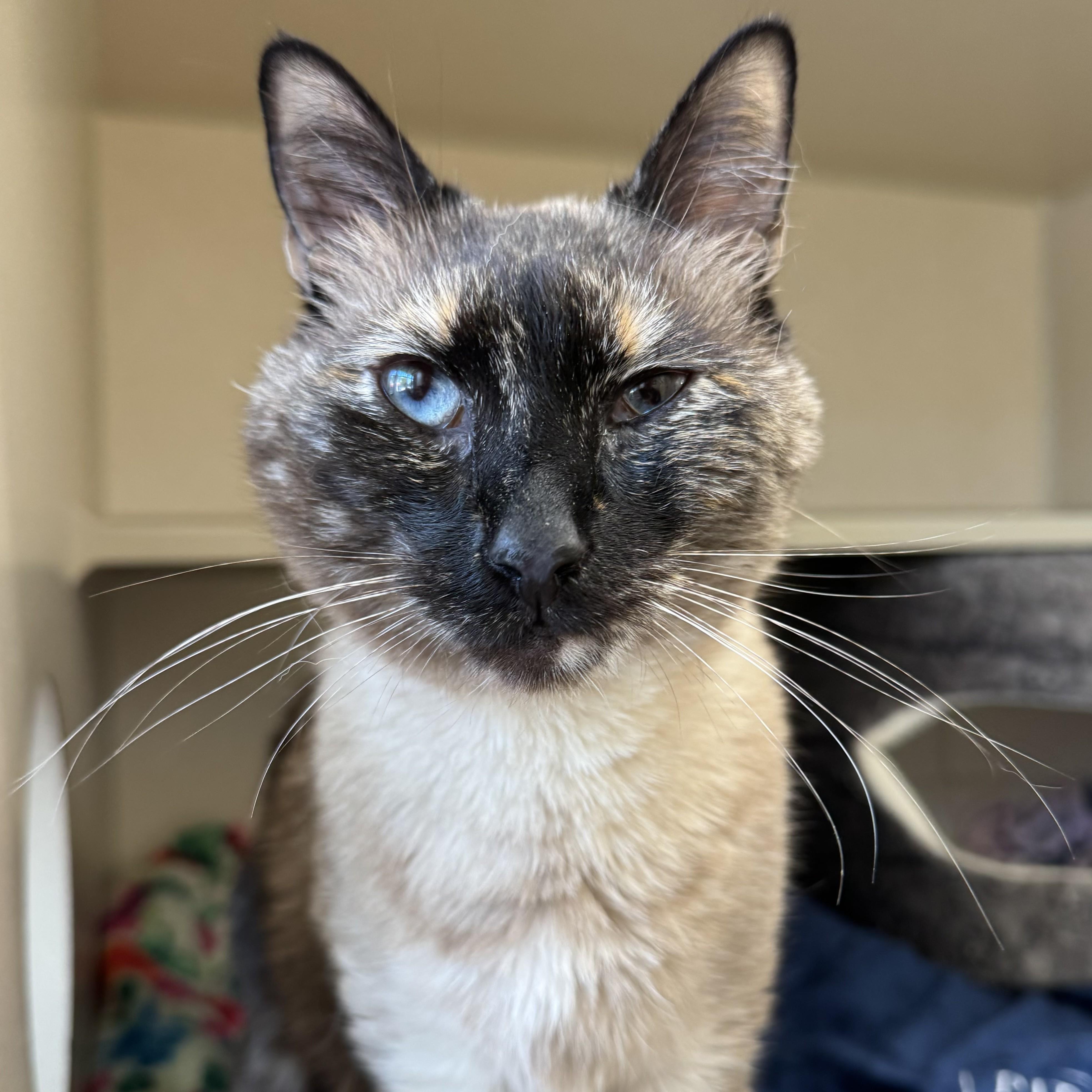 Enlarge Mona Lisa, a Adoptable Domestic Short Hair in Eatontown, NJ image 5/6