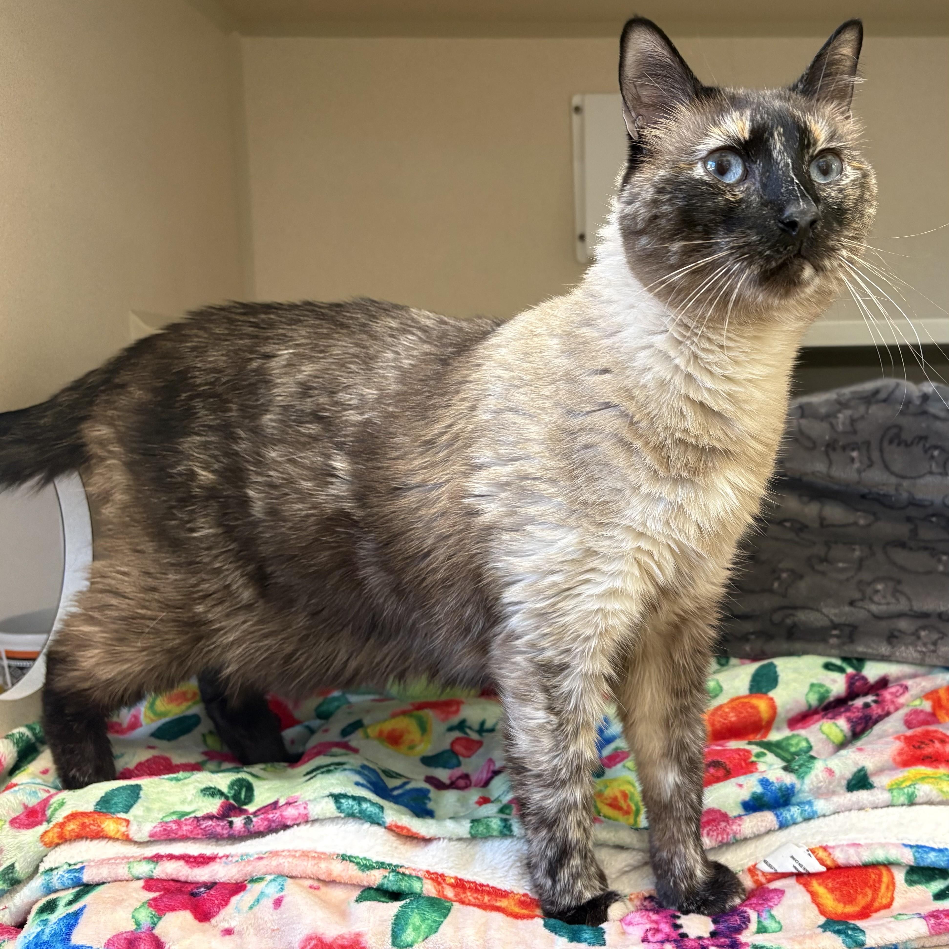 Enlarge Mona Lisa, a Adoptable Domestic Short Hair in Eatontown, NJ image 4/6
