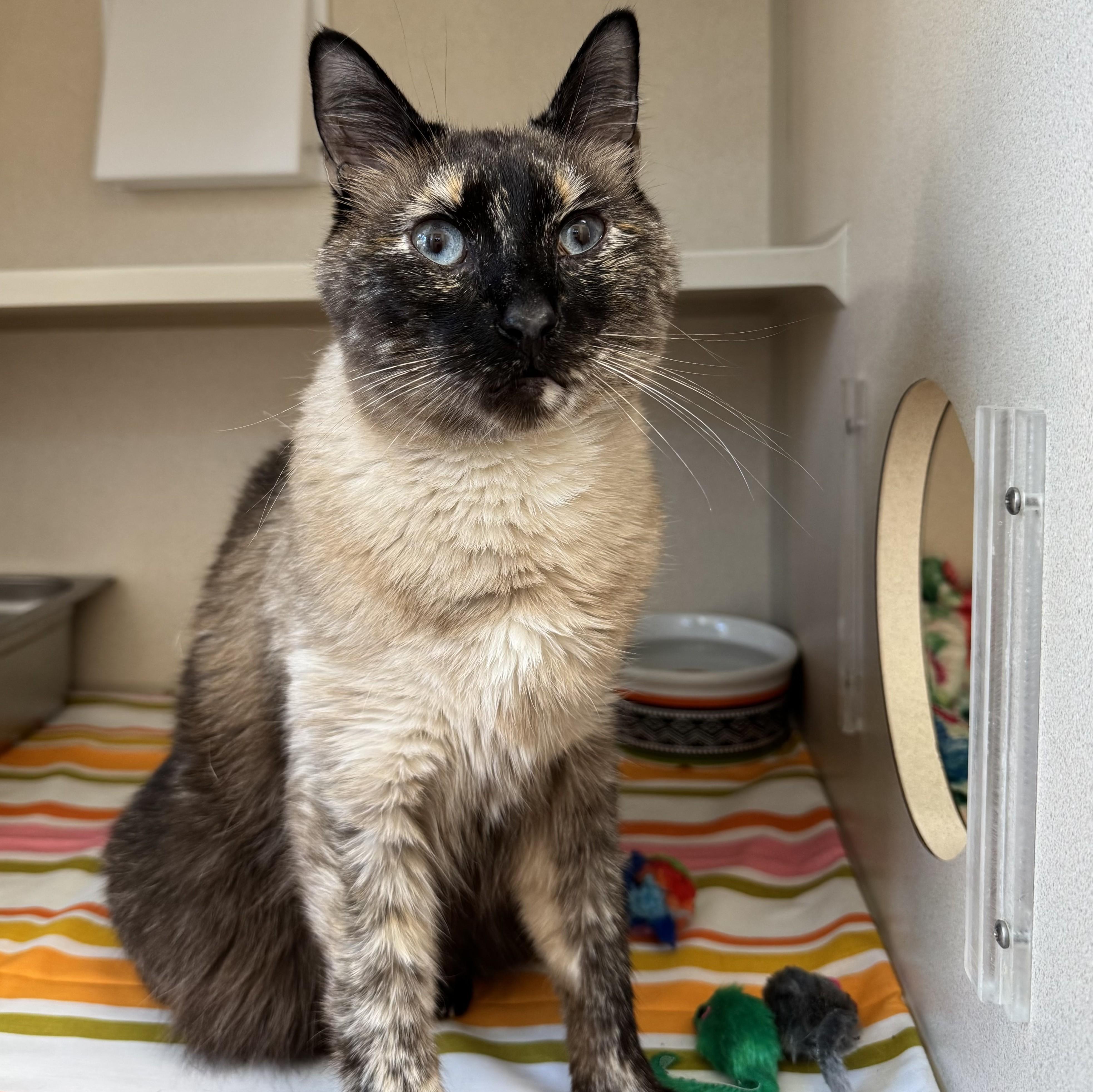 Enlarge Mona Lisa, a Adoptable Domestic Short Hair in Eatontown, NJ image 2/6
