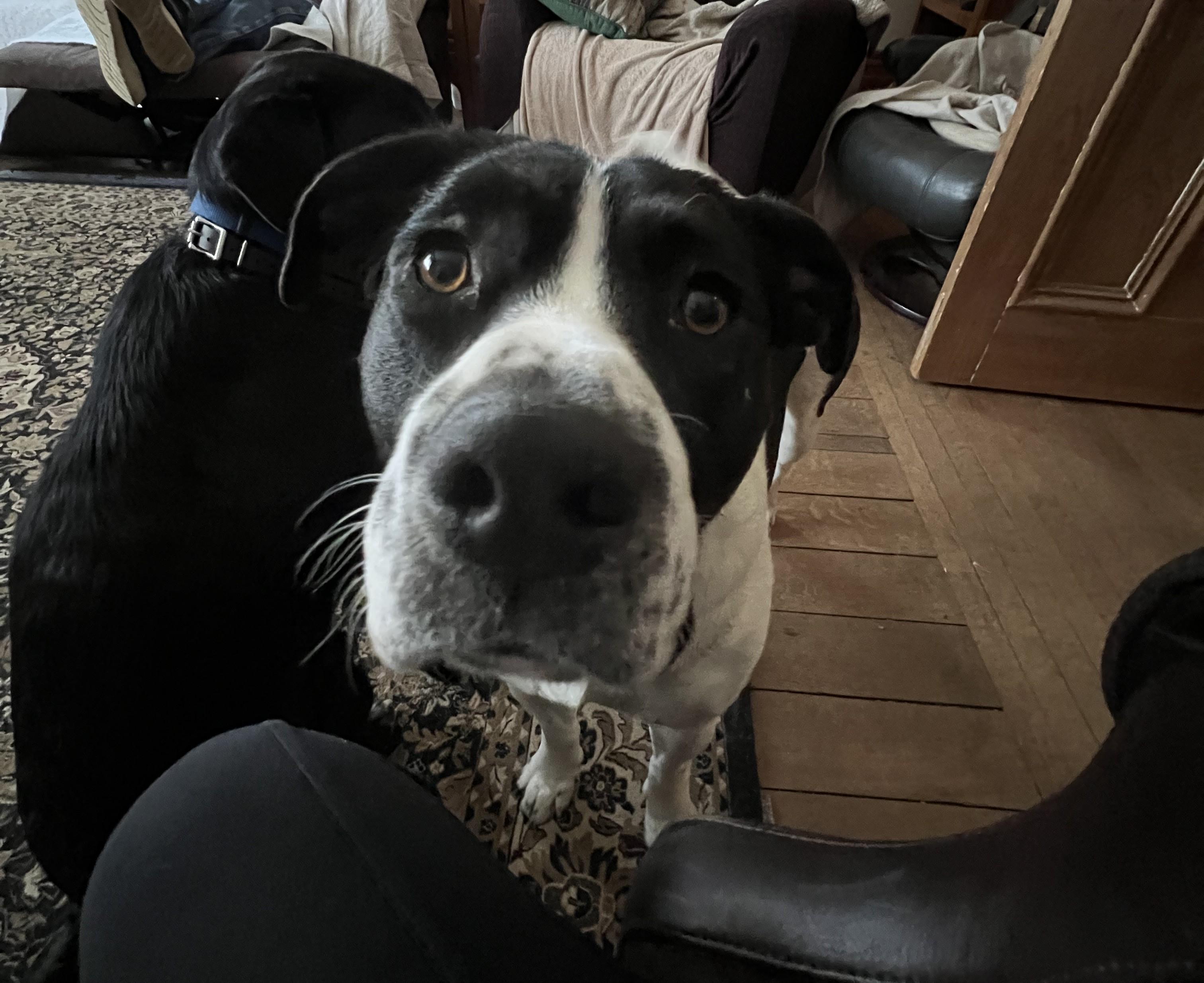 Buddy, Adult Male American Bulldog