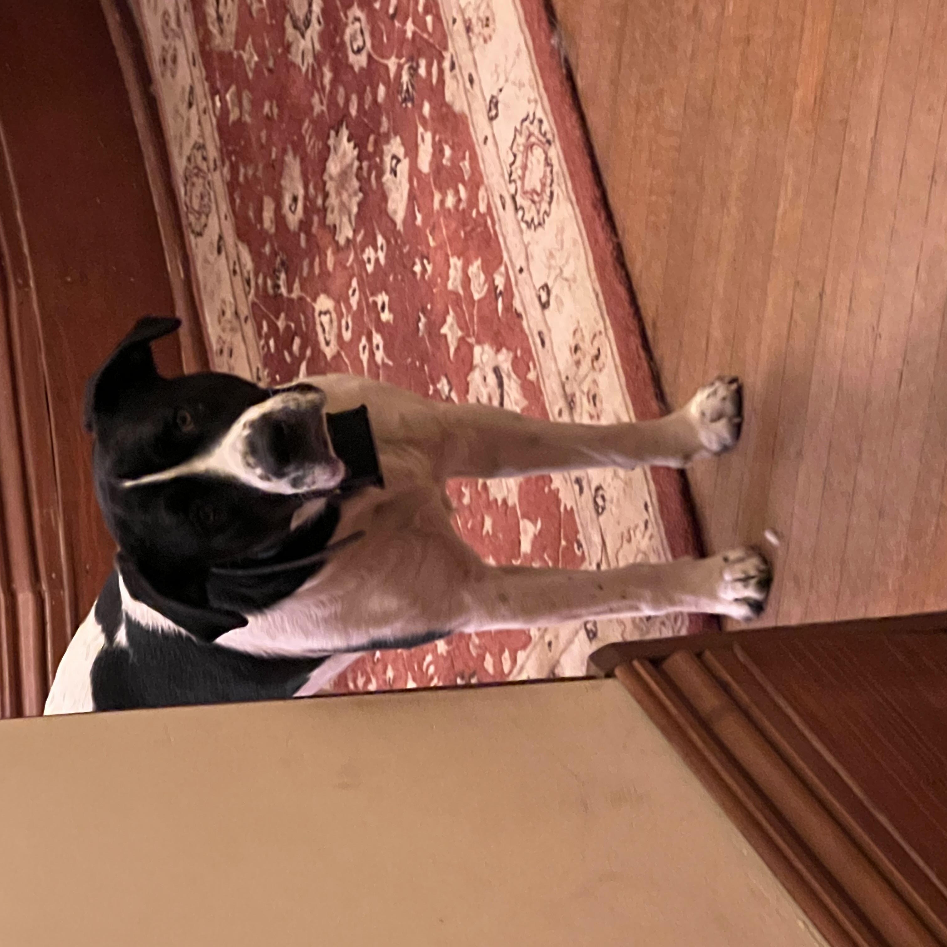 Buddy photo 3