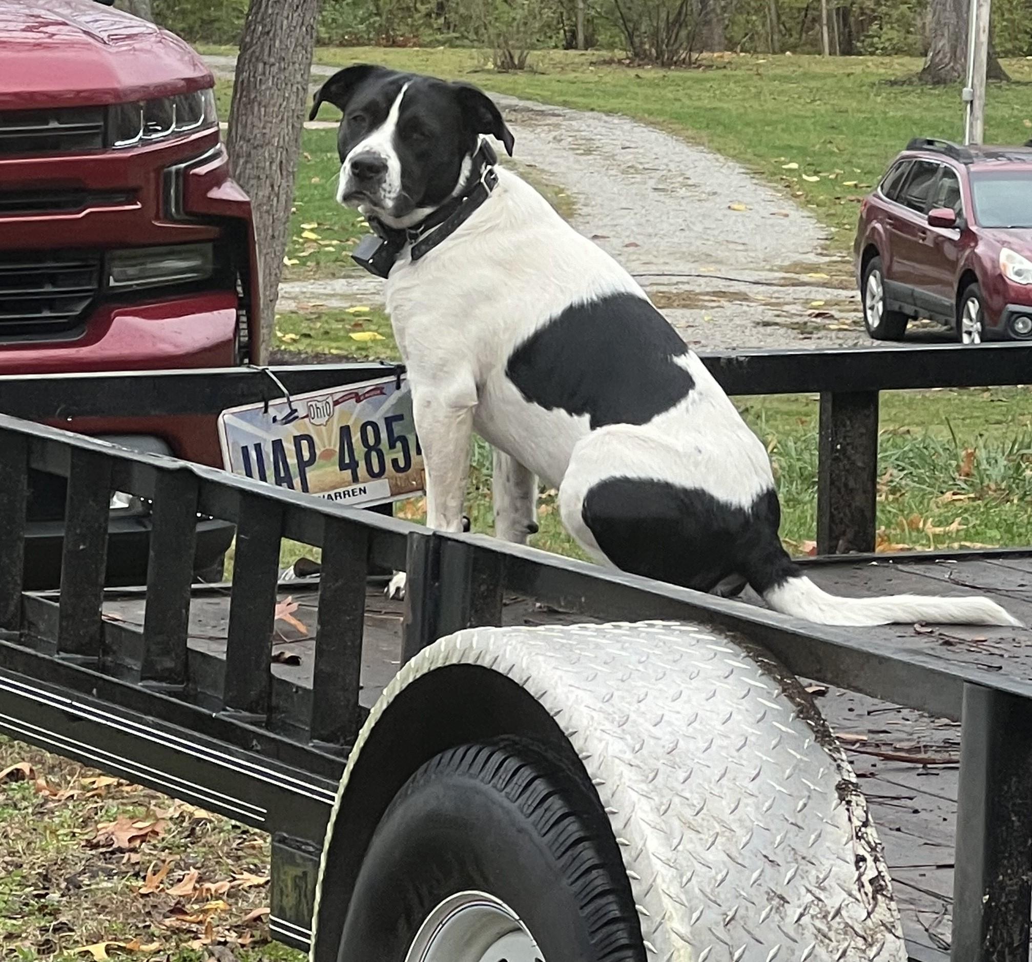 Buddy photo 2