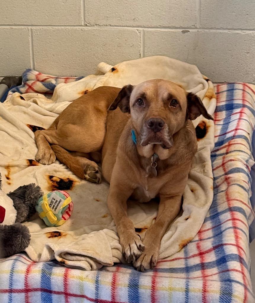 Tanner, Adoptable, Senior Male Labrador Retriever & Mixed Breed.