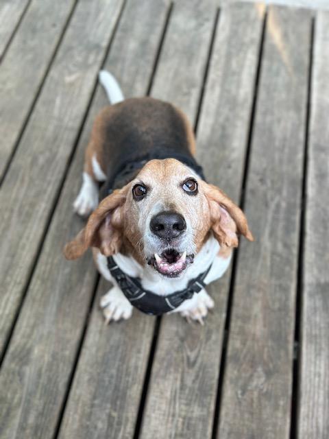 Enlarge Colt, a Adoptable Basset Hound in Fort Washington, MD image 5/6
