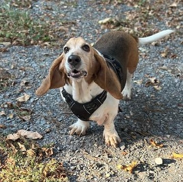 Colt, Adoptable, Adult Male Basset Hound.