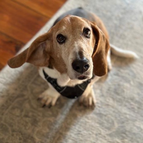 Enlarge Colt, a Adoptable Basset Hound in Fort Washington, MD image 2/6