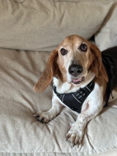Enlarge Colt, a Adoptable Basset Hound in Fort Washington, MD image 4/6