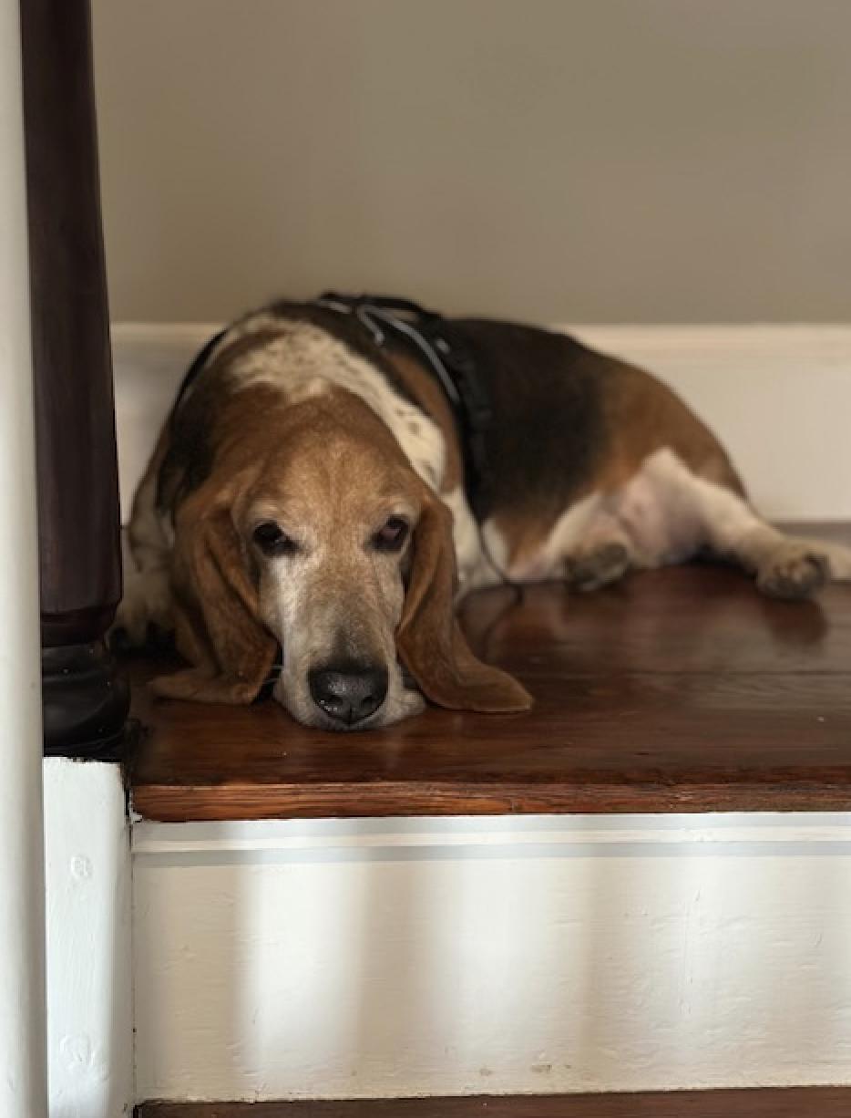 Enlarge Colt, a Adoptable Basset Hound in Fort Washington, MD image 6/6