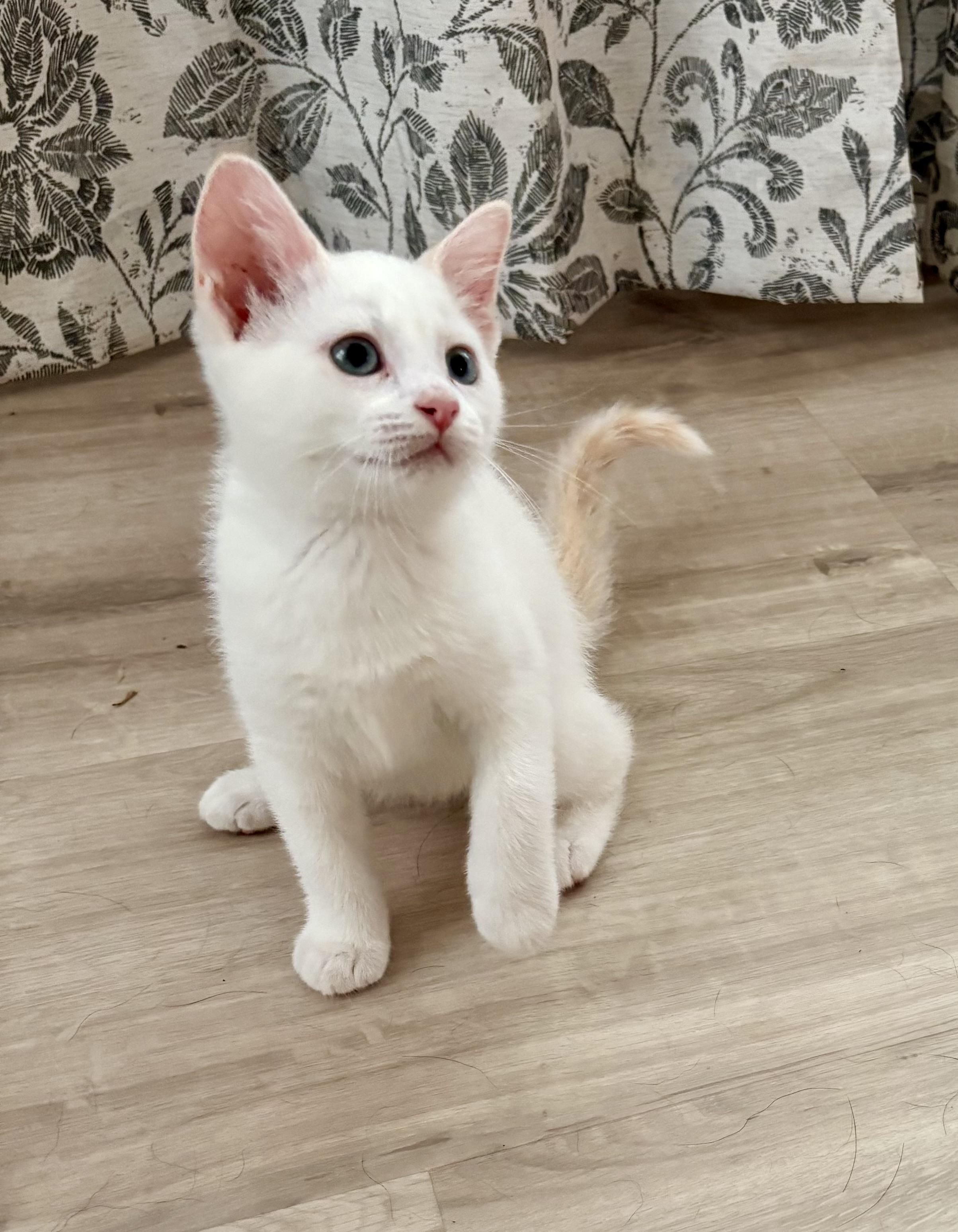 Enlarge Hollar, an adopted Domestic Short Hair in Geneseo, IL image 2/2