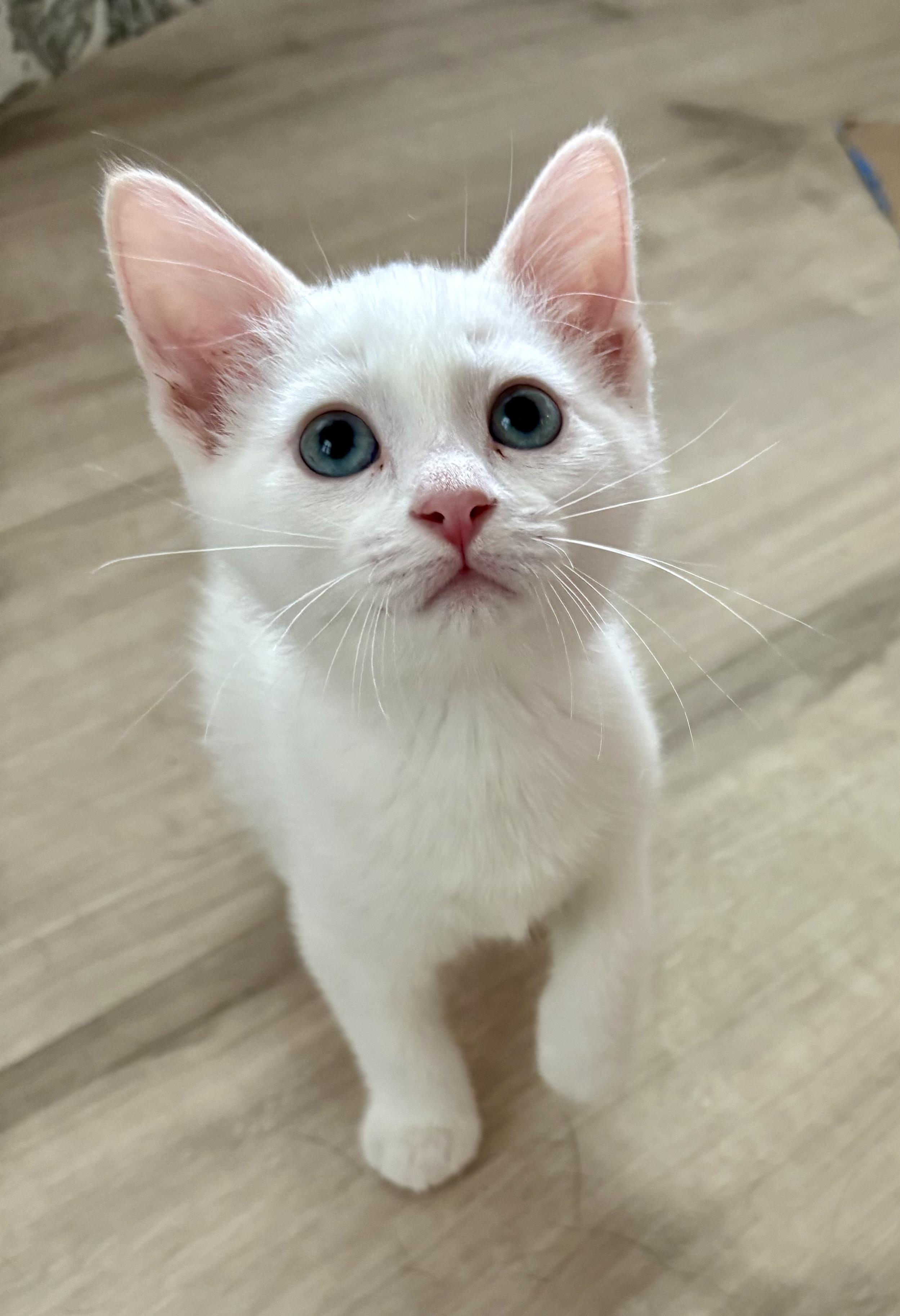 Hollar, adopted, Kitten Female Domestic Short Hair.