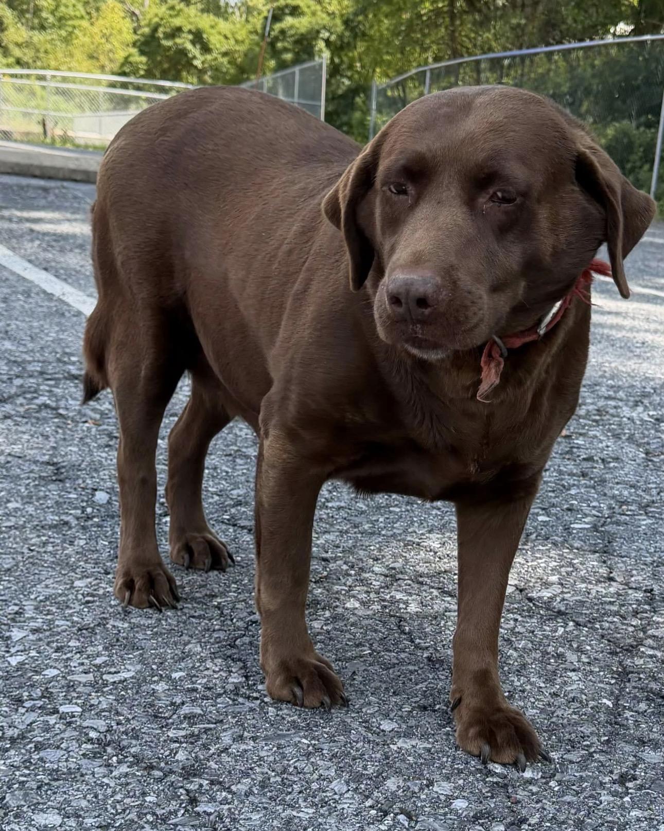 Enlarge Shyla, a Adoptable Chocolate Labrador Retriever in Kutztown, PA image 1/1