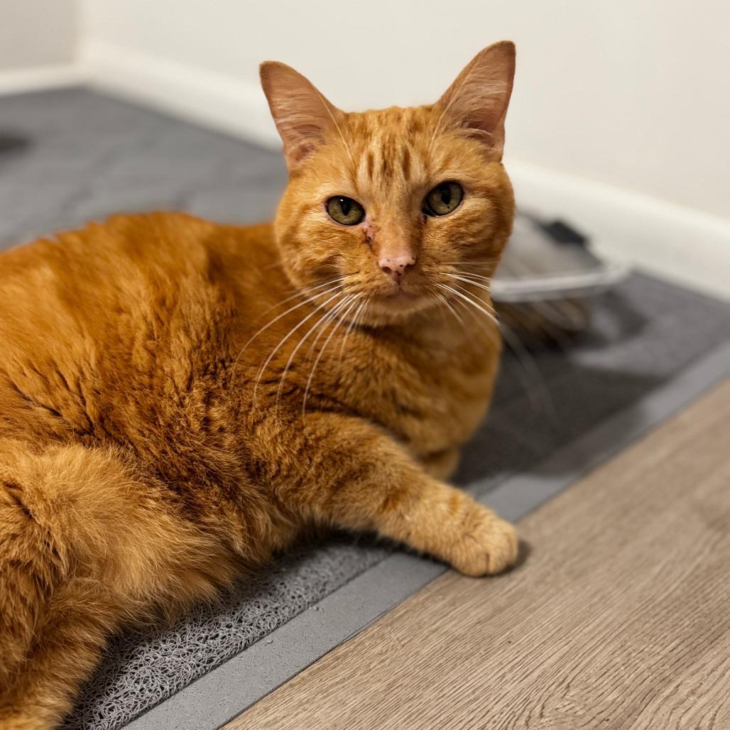 Nemo, Adoptable, Senior Male Domestic Medium Hair.